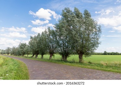 A Narrow Cobbled Country Road With A Row Of Pollard Willows In The Wind.