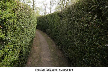 Narrow Dead End Street In An Intricate Maze Of Hedges