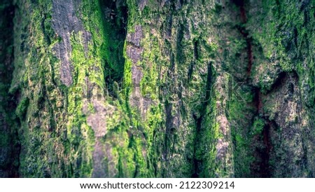 Narrow depth of field closeup of the bark of an old oak tree with bright green moss on the surface