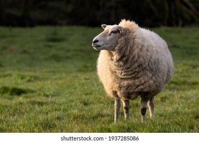 Narrow depth of field photo of side view of sheep head  with out of focus background