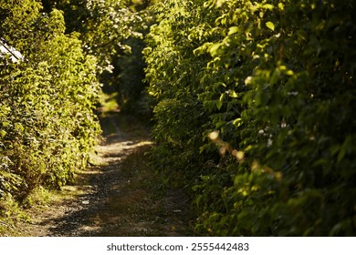 A narrow dirt path bordered by dense green foliage and trees, bathed in warm sunlight creating a serene and natural outdoor setting.