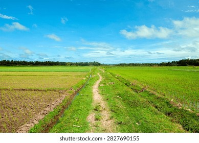 A narrow dirt path runs between lush green rice paddies and irrigated farmland beneath a vivid blue sky, evoking rural life, agriculture, open landscape and peaceful countryside scenery