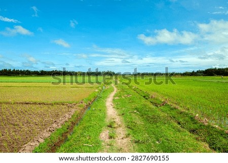 A narrow dirt path runs between lush green rice paddies and irrigated farmland beneath a vivid blue sky, evoking rural life, agriculture, open landscape and peaceful countryside scenery