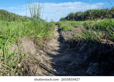 A narrow dirt path surrounded by lush green grass and vegetation under a blue sky with scattered clouds.