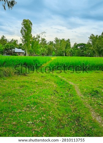 A narrow dirt path winding through lush green paddy fields toward a rural village house under a cloudy sky.