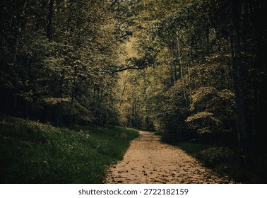 A narrow dirt path winds through a lush, green forest, surrounded by tall trees and dense foliage, creating a tranquil and inviting atmosphere.