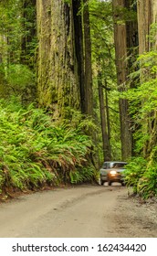 Narrow Dirt Road In Redwood Forest With A Motion-blurred Car