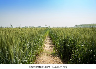 A Narrow Dirt Way Between Wheat Fields In Punjab, Inda 