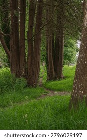 A narrow earthen footpath meanders between several large, dark tree trunks surrounded by lush, bright green undergrowth and tall grass. Lostwithiel, United Kingdom