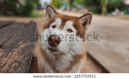 narrow eyed siberian husky laughing husky dog Exciting cute little puppy The sarcastic look of the grey-brown Siberian Husky. Pet happiness and fun