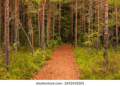 Narrow forest path covered with pine needles leads through green trees along the Riisa Trail in Soomaa National Park, Estonia.