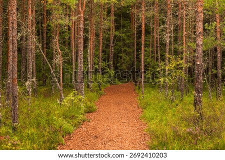 Narrow forest path covered with pine needles leads through green trees along the Riisa Trail in Soomaa National Park, Estonia.