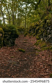 A narrow forest path lined with moss-covered stone walls and fallen leaves, surrounded by dense trees.