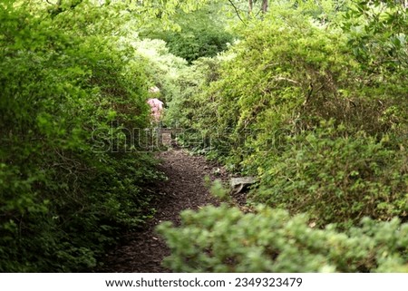 narrow forest path that is almost swallowed up by the dense green vegetation.