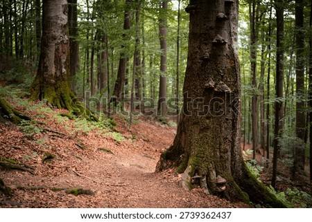 Narrow forest trail winding between tall old trees with moss-covered roots in a dense green woodland. Peaceful natural scenery with depth, textures, and soft natural light. Concept of journey, nature exploration, mindfulness, and outdoor adventure.