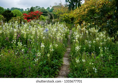 A narrow garden path through a flower bed of Camassia leichtlinii ‘Alba’ flowers