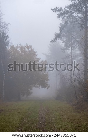 A narrow, grass-lined trail leads into a forest shrouded in a dense mist, creating an enigmatic atmosphere. The trees emerge as faint silhouettes, their forms softened and obscured by the fog. The