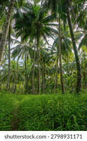 Narrow grassy path winds through tall coconut palms and dense undergrowth in a remote island grove. Layered canopy, bright tropical greens and lush jungle atmosphere of the exotic Mentawai Islands.