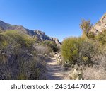 A narrow hiking trail through the desert landscape of Southwest Texas. This path has cactus, desert plants, sand and rocks along the way in Big Bend National Park in Texas.