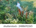 narrow irrigation ditch (old Eaton Ditch) in northern Colorado, late summer scenery with lush vegetation, weeds and wildflowers