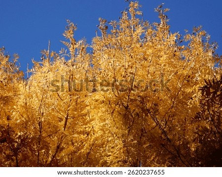 Narrow leafed ash trees full orange leaves in October with blue sky background