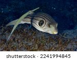 Narrow Lined Pufferfish Arothron manilensis