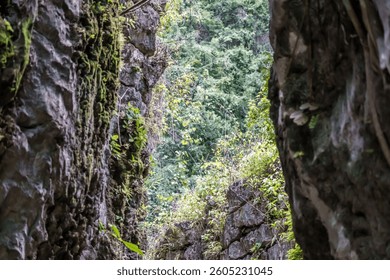 A narrow passage between two large rocks with green plants growing on them. The passage is dark and narrow, with only a small amount of light coming in from the outside