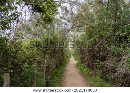 A narrow path among lush vegetation. Nature of the Ornithological Park of Pont de Gau. Camargue, France.