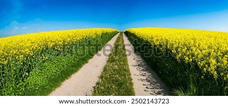 A narrow path cutting through a bright yellow canola field under a clear blue sky, leading the eye toward the horizon, with lush green foliage on both sides of the path.