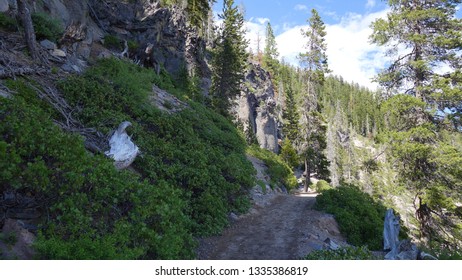 A Narrow Path In The Evergreen Forest Along The Cleetwood Cove Trail In The Crater Lake National Park (OR, USA)