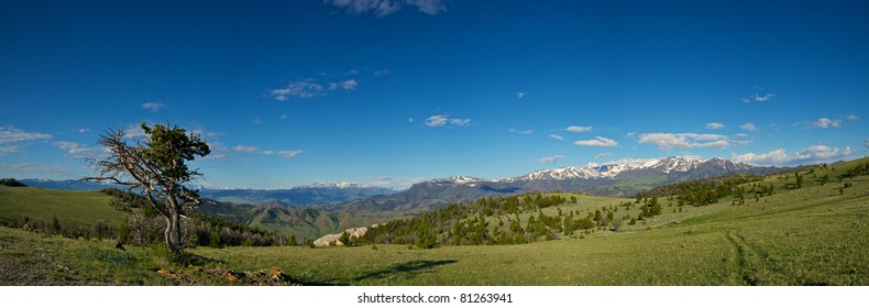 Narrow path leads to a lone pine tree on an abandoned hillside. - Powered by Shutterstock