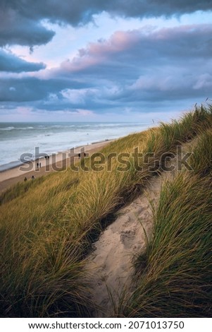 A narrow path leads through the Dunes at the danish Westcoast