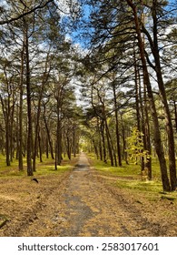 A narrow path meanders through a dense pine forest, flanked by tall, slender trees with textured bark. The ground is covered with sparse grass and a layer of fallen needles.