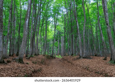 A narrow path through a beech forest