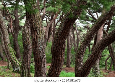 Narrow path through dense forest