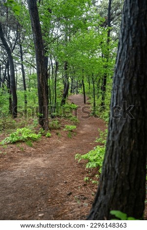 a narrow path through a green forest