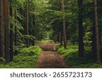 A narrow path through a pine forest
