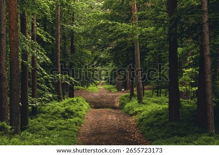 A narrow path through a pine forest