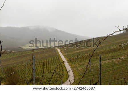 A narrow path winds through dormant vineyards on a misty, overcast day in a hilly landscape.