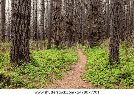Narrow patway through a pine tree forest with bright green forest floor.