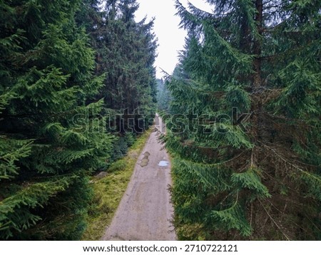 narrow pine forest path leading forward through towering spruce and evergreen, wooden boardwalk flanked