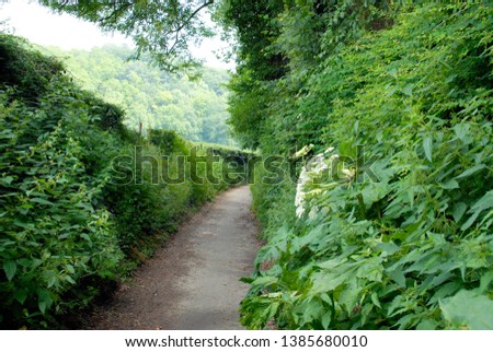 
narrow road between hedges in bemelen, limburg, netherlands