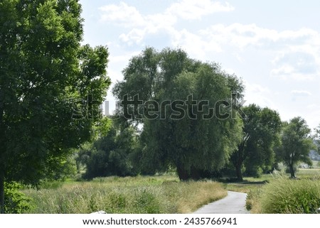 narrow road in a green swampland with tall trees