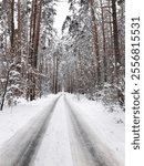 Narrow road in snowy forest. A narrow road through winter forest, surrounded by pine trees and shurbs.