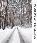 Narrow road in snowy forest. A narrow road through winter forest, surrounded by pine trees and shurbs.