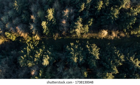 Narrow Road Through The Pine Forest - Aerial Drone, Birds Eye Perspective. Nature From Above. Woodland Path Higher Perspective. Hiking Trail. Camping Woodland Location. Taken In Peak District Uk