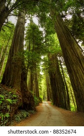 A Narrow Road Through The Redwood Forest.