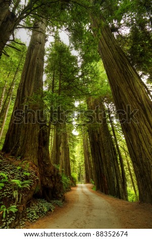 A narrow road through the Redwood Forest.