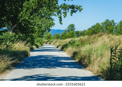 A narrow rural road lined with tall grass and overhanging trees, casting shadows across the path, stretching into the distance under a clear blue sky, offering a peaceful countryside scene - Powered by Shutterstock