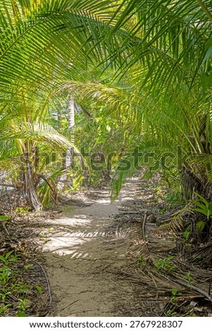 Narrow sandy path through dense tropical palm vegetation in Panama rainforest with sunlight filtering through leaves